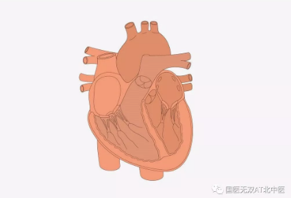 北京中医药大学国医堂：（医案）中医经方如何治疗心动过缓