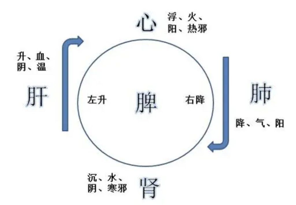 上海指景堂：肝也会咳嗽？