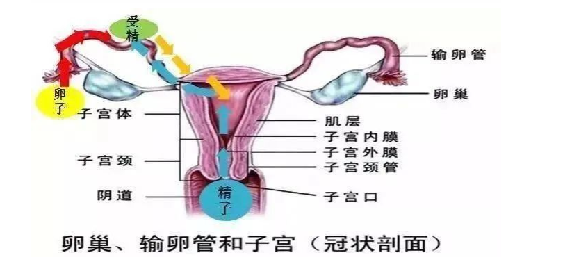 郑州管城康氏中医馆：阴道出血一个月（医案）