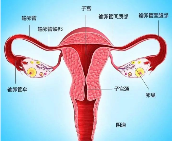左右卵巢位置示意图图片
