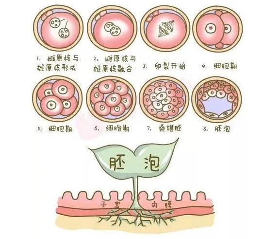 郑州管城康氏中医馆：痛经，生化妊娠 调理后怀孕，生产医案