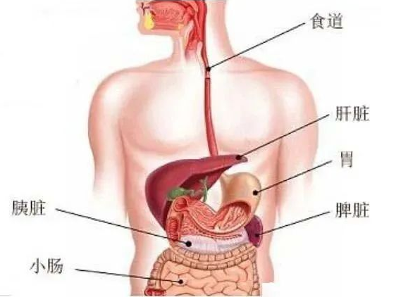 心脏和胃的位置图图片