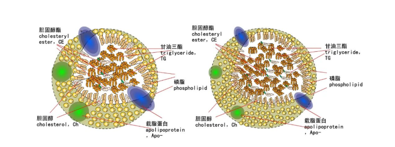 深圳鹤和中医诊所：中药降血脂的作用机制