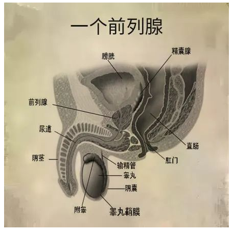 深圳积善堂中医诊所：前列腺炎有治好不反复的吗？这个疾病难以治疗有以下几个原因