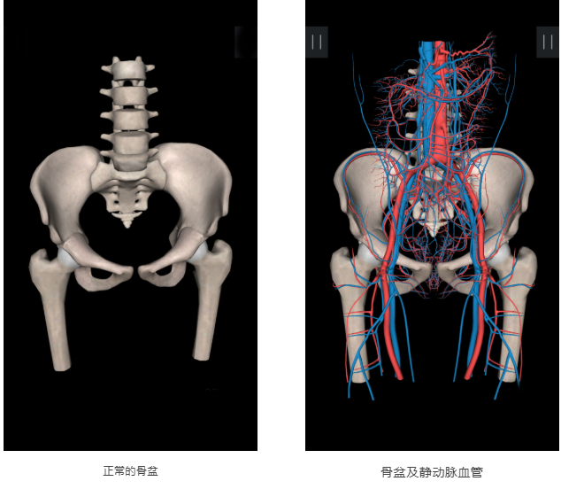 海口寻道中医馆：藏在人体中的核心奥秘——骨盆