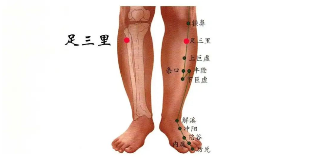 承德医珍堂传统中医门诊部：常按足三里， 补益脾胃、祛邪防病