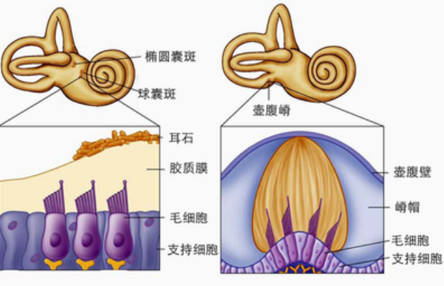 郑州张碧波中医针灸医院:大妈眩晕不止，竟然是因为它