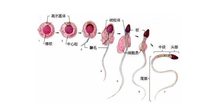 郑州美信中医院：今天用的精子来自于三个月前？