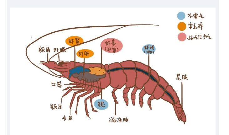 郑州清宁中医（综合）诊所：儿童饮食科普 | 《小龙虾吃货宝典》来了！小龙虾的虾线究竟有多脏？虾头能吃吗？