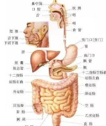 无锡绅华堂中医诊所：便秘到底有多可怕？