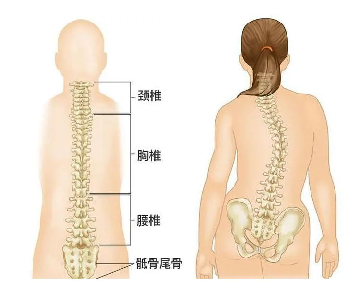 武汉闺宁苑中医馆：头抬高，背挺直！别不把青少年脊柱侧弯当回事！