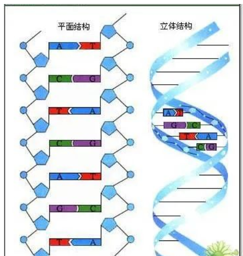 武汉和气执中中医诊所：用螺旋力调理桥本氏甲状腺炎