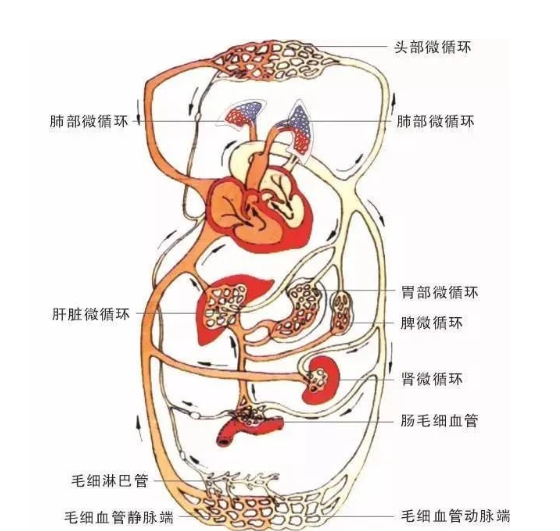 武汉和气执中中医诊所：用螺旋力调理桥本氏甲状腺炎