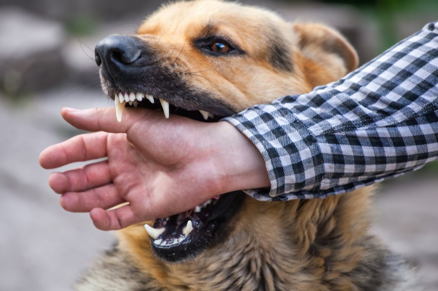 郑州鼎尚智惠中医诊所：狂犬病 ，你不得不知道的那些事