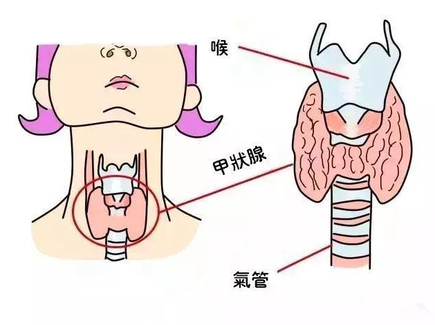 江苏省国医馆：甲亢病人的日常饮食的三大纪律八项注意