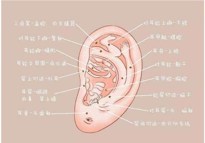 长沙渔父国医馆：小豆子大作用，妙用中医耳穴疗法，改善体胖、失眠、焦虑等问题