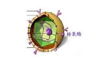 长沙德善堂国医馆：慢性乙肝炎，你还找不到治疗方法吗？