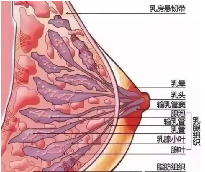 江阴康嘉中医门诊部:乳腺疾病的形成及调理方法