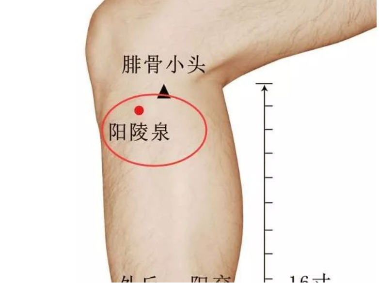 江西师承和专长中心 ：阳陵泉穴通肝胆，百病去无踪