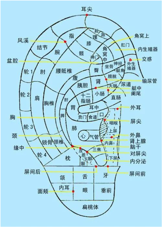 把耳朵揉软，老年斑没了，耳鸣也好了！