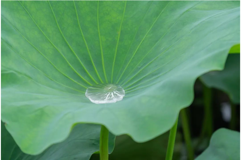 这十种中药代茶饮，辅助降压有疗效~