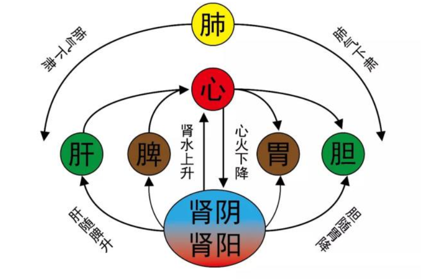 长痘痘可不止是皮肤问题，还可能与脏腑功能失调相关~