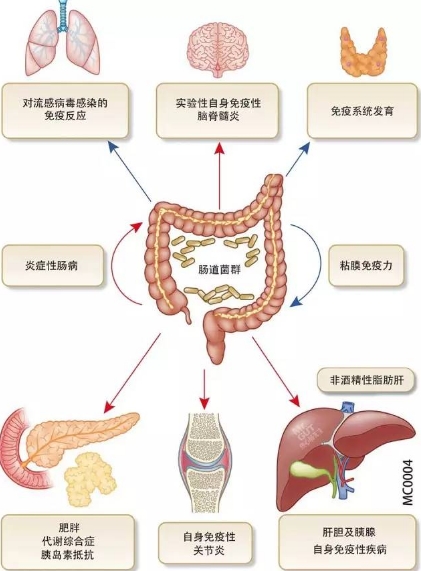 懂“肠寿”的人更长寿