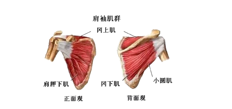 颈肩综合症 |“延迟退休”带给现代人的最大挑战是？