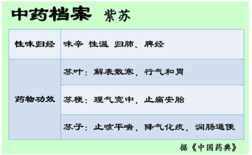 夏天吃点紫苏好，一棵紫苏三味药