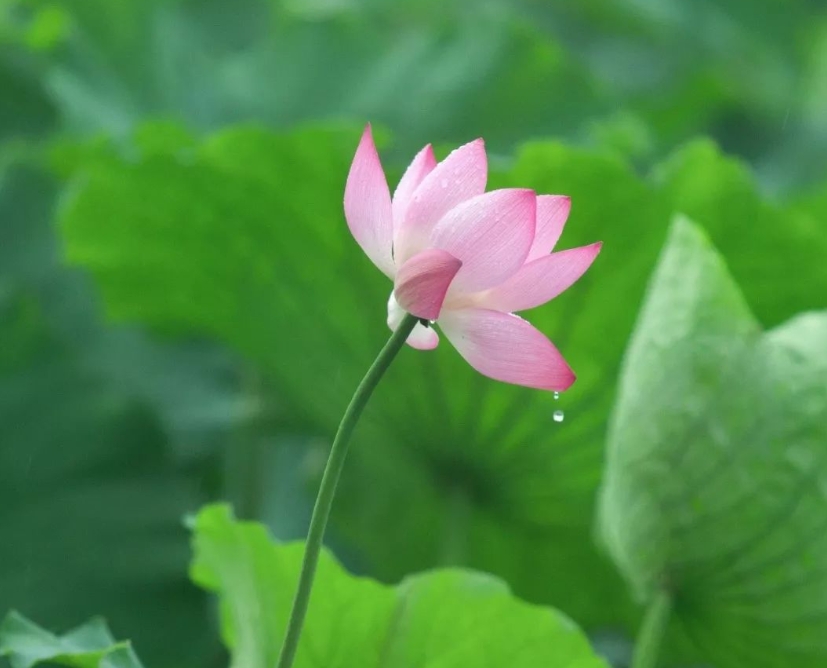 三伏天要来咯！这份养生秘笈请查收