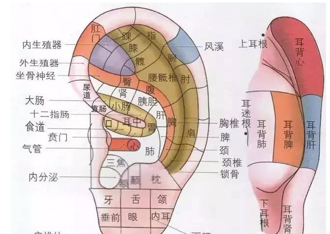 耳朵上93个穴位，揉起来，缓解各种不适！