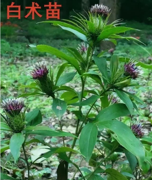 白术最具土德，这8种补土用法很经典。