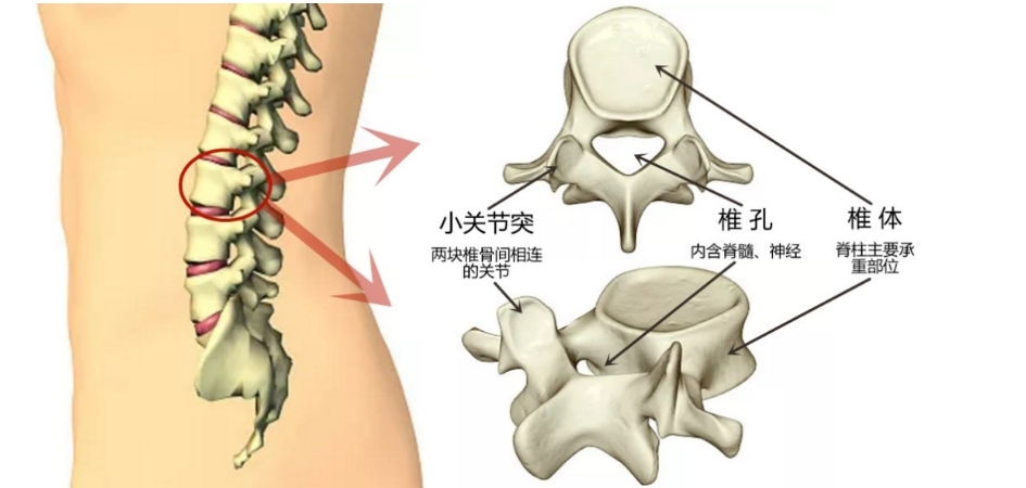 腰突的本质是能量淤堵，这4个靠谱方法，可解决至少80%的腰突