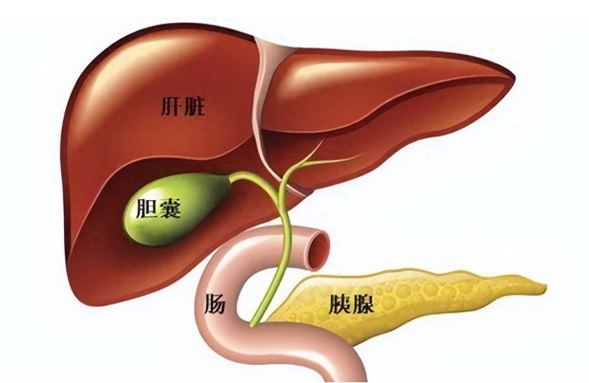 为什么肝病患者的胆囊总有问题？