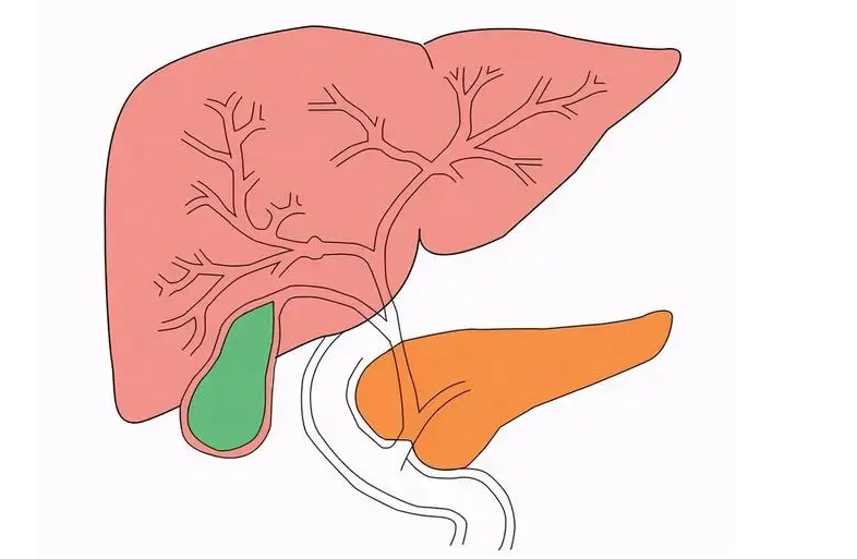 为什么肝病患者的胆囊总有问题？
